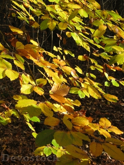 Devostock Leaves Autumn Emerge Beech