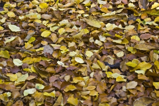 Devostock Leaves Autumn Emerge Fall
