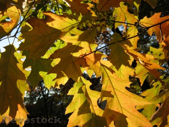 Devostock Leaves Autumn Emerge Orange