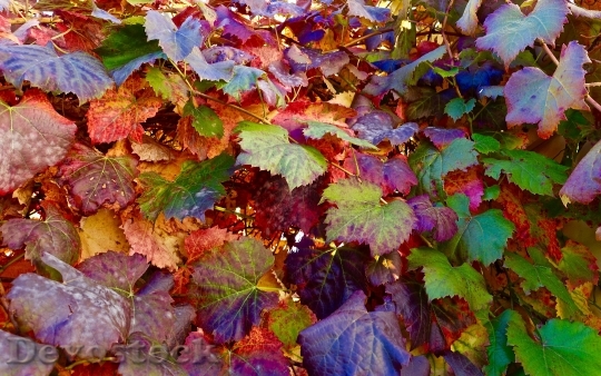 Devostock Leaves Autumn Faded Season