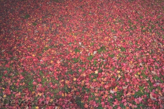 Devostock Leaves Autumn Fall Colors 10