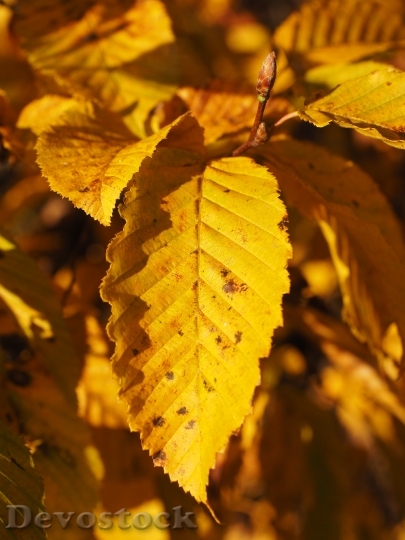 Devostock Leaves Autumn Fall Colors 11