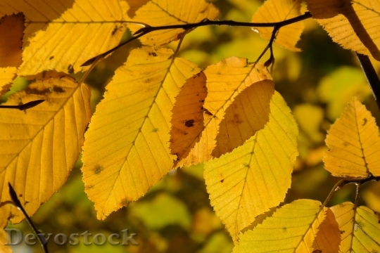 Devostock Leaves Autumn Fall Colors 2