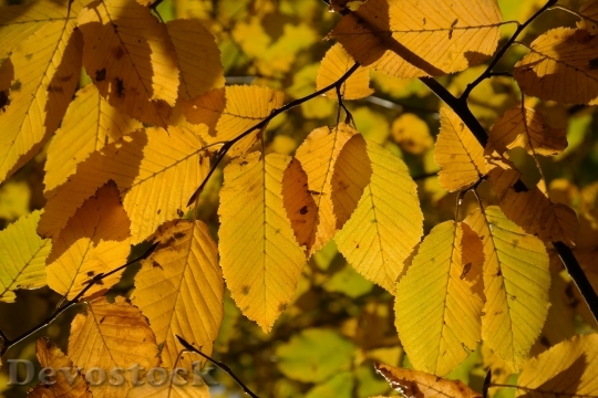 Devostock Leaves Autumn Fall Colors 3