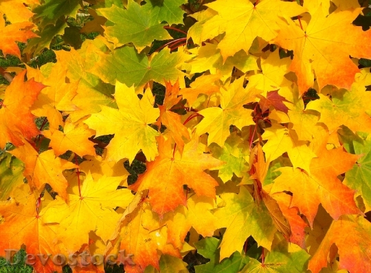 Devostock Leaves Autumn Fall Colors 9