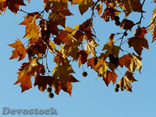 Devostock Leaves Maple Leaved Plane 1