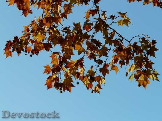 Devostock Leaves Maple Leaved Plane 5