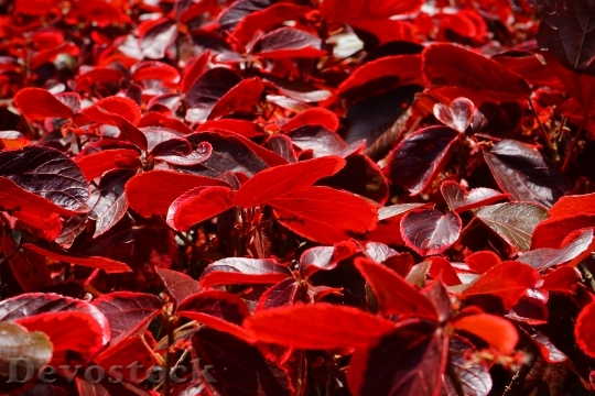 Devostock Leaves Red Bright Bright