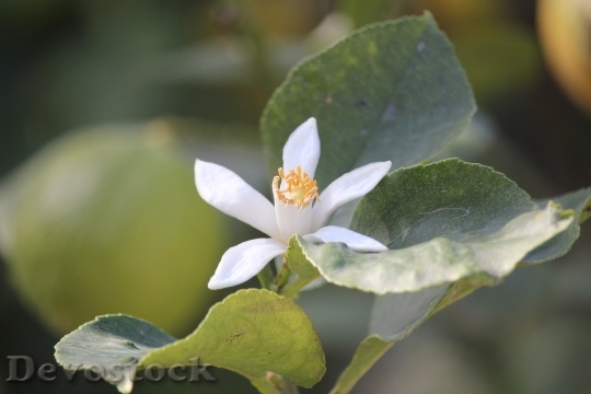 Devostock Lemon Blossom Nature Blossom