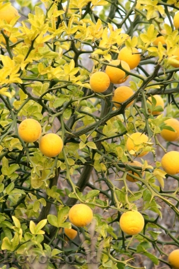 Devostock Lemon Citron With Lemon