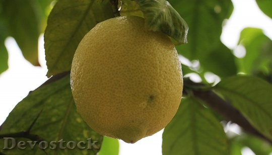 Devostock Lemon Citrus Fruit Lemon