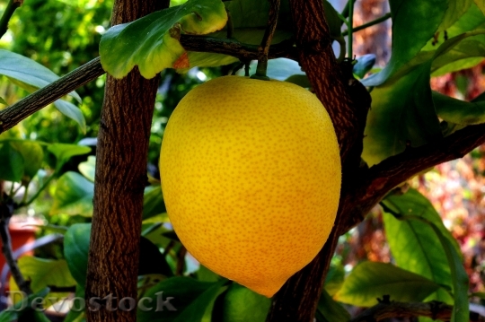 Devostock Lemon Citrus Fruit Limone