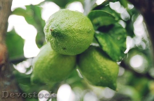 Devostock Lemon Fruit Citrus Fresh