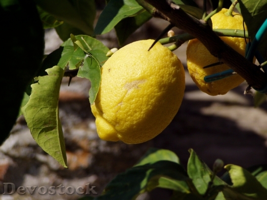 Devostock Lemon Fruit Tree 191725