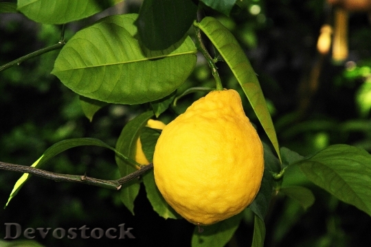 Devostock Lemon Fruit Vitamins 289801