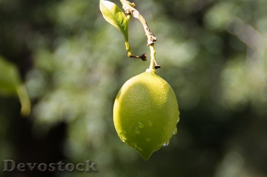 Devostock Lemon Fruit Yellow Citrus 1