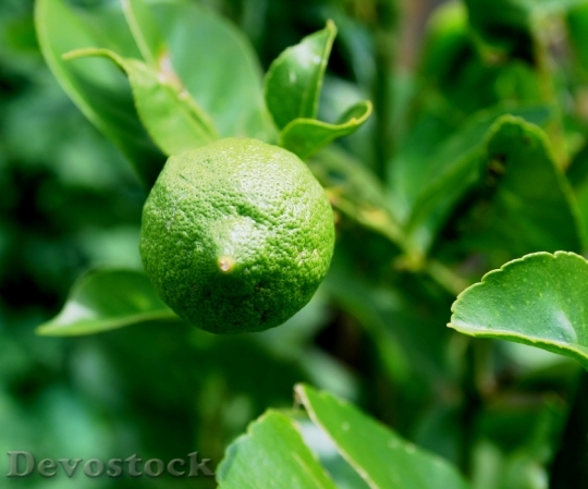 Devostock Lemon Hanging On Tree