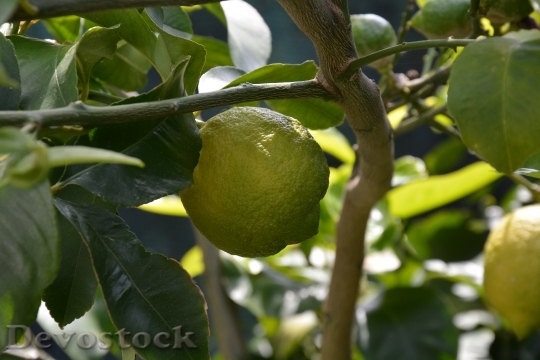 Devostock Lemon Lemon Plant Leaves