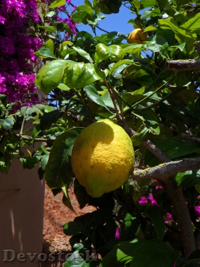 Devostock Lemon Lemon Tree Citrus