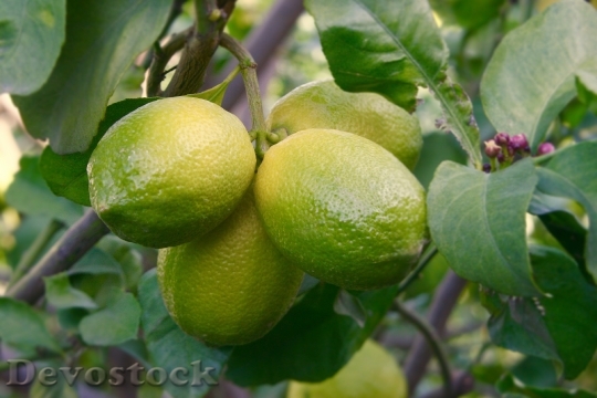 Devostock Lemon Lemon Tree Fruit 1