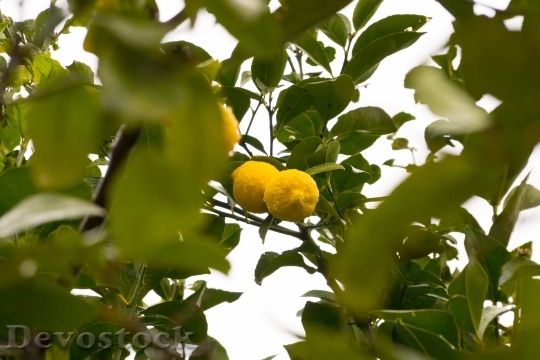 Devostock Lemon Lemon Tree Fruit