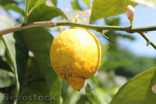 Devostock Lemon Lemon Tree Tree 0