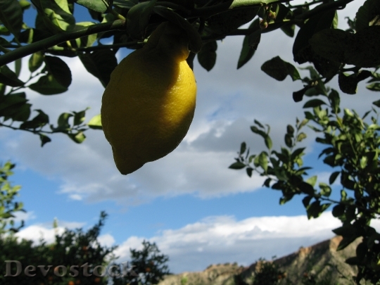 Devostock Lemon Lemons Citrus Fruit