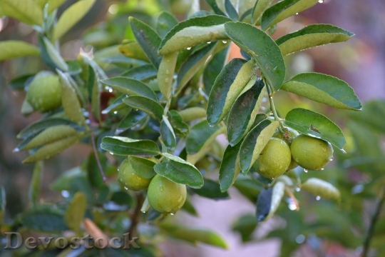 Devostock Lemon Lime Green Leaves