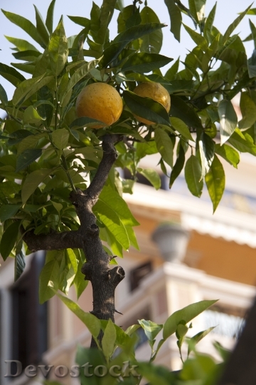 Devostock Lemon Limone Citrus Yellow