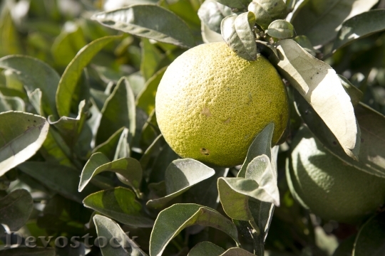 Devostock Lemon Tree Citrus Fruits