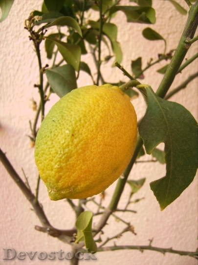 Devostock Lemon Tree Fruit Citrus 0
