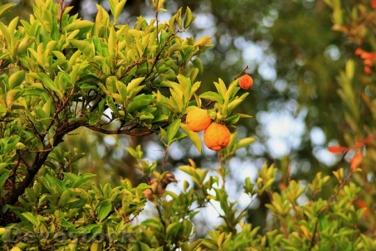 Devostock Lemon Tree Fruit Citrus 1