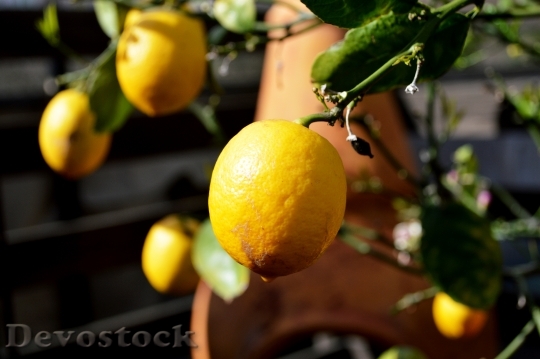 Devostock Lemon Tree Fruit Citrus 2