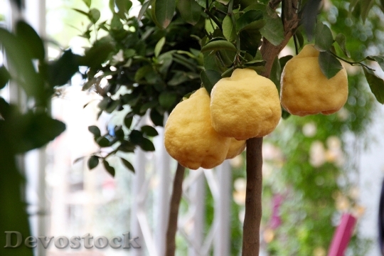 Devostock Lemon Tree Lemon Citrus