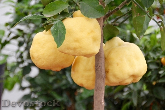 Devostock Lemon Tree Lemons Citrus