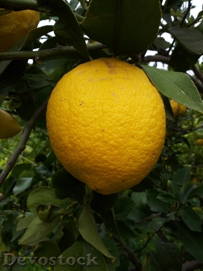 Devostock Lemon Tropical Fruit Citrus