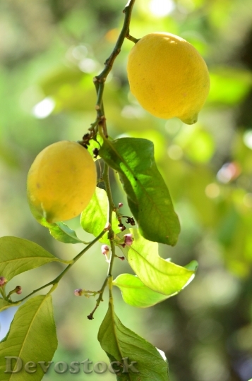 Devostock Lemon Vitamins Citrus Fruits
