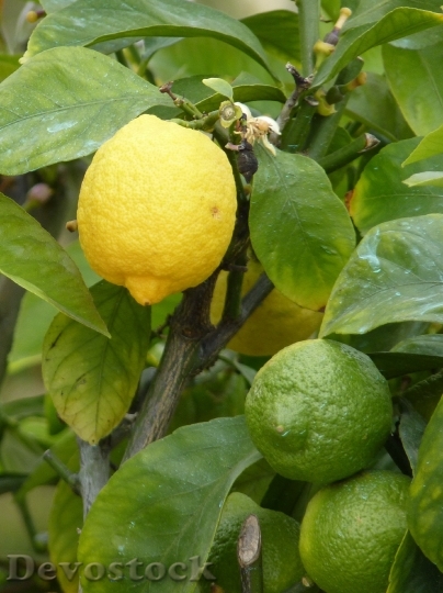Devostock Lemon Yellow Green Sour