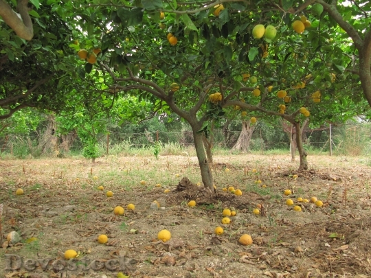 Devostock Lemons Citrus Citrus Fruit