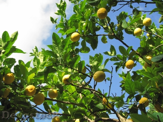 Devostock Lemons Fruit Citrus Citrus