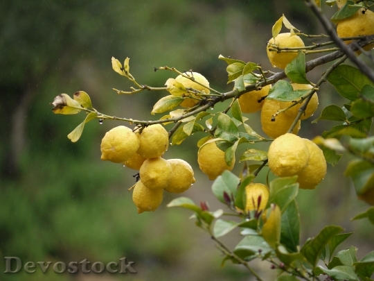 Devostock Lemons Fruit Yellow 1156275