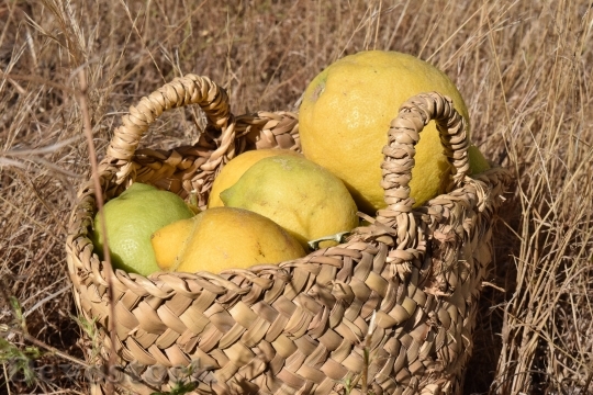 Devostock Lemons Lemon Harvest Harvest