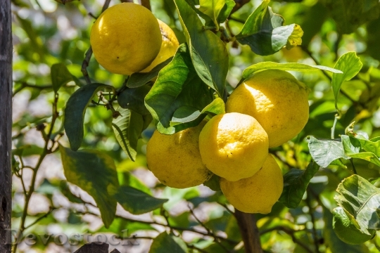 Devostock Lemons Lemon Lemon Tree