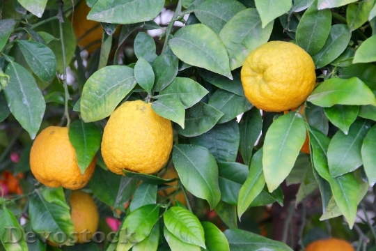 Devostock Lemons Lemon Tree Citrus 0