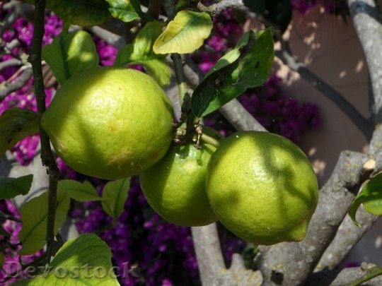 Devostock Lemons Lemon Tree Citrus