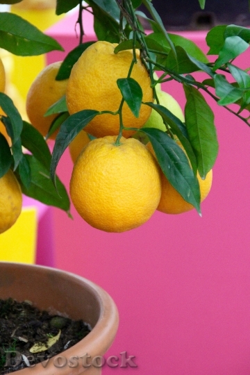 Devostock Lemons Lemon Tree Yellow