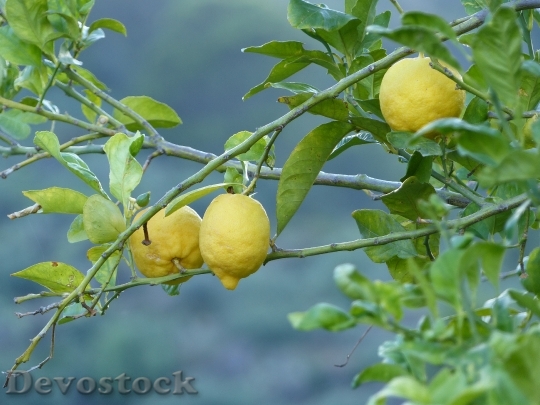 Devostock Lemons Nature Fruit Agriculture