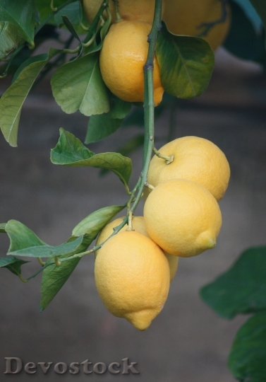 Devostock Lemons Plant Tree Fruit