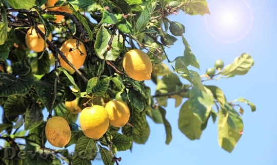 Devostock Lemons Summer Citrus Fruits