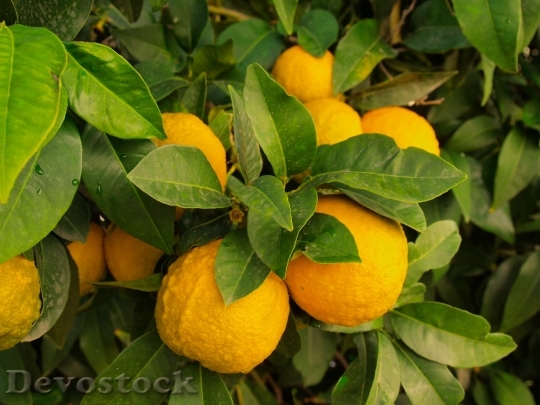 Devostock Lemons Tree Wild Fruit